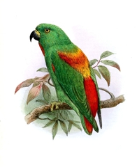 Sula Hanging-Parrot photo 4