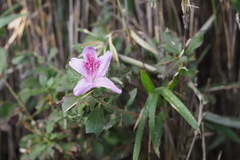 Rhododendron macrosepalum