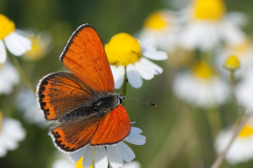 Lesser Fiery Copper