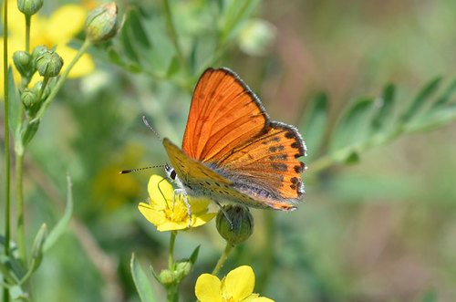 Lesser Fiery Copper