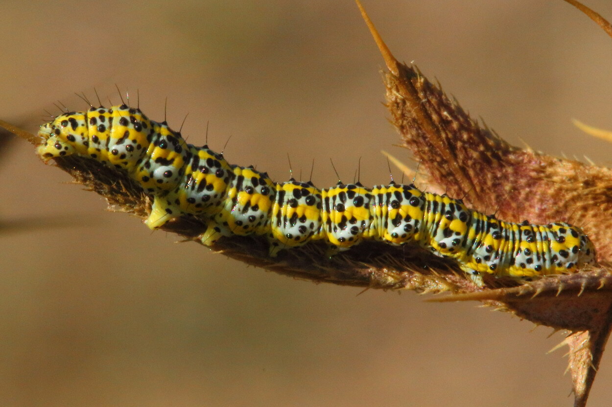 Капюшонница Коровяковая (Cucullia verbasci)