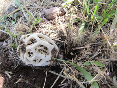 Clathrus chrysomycelinus