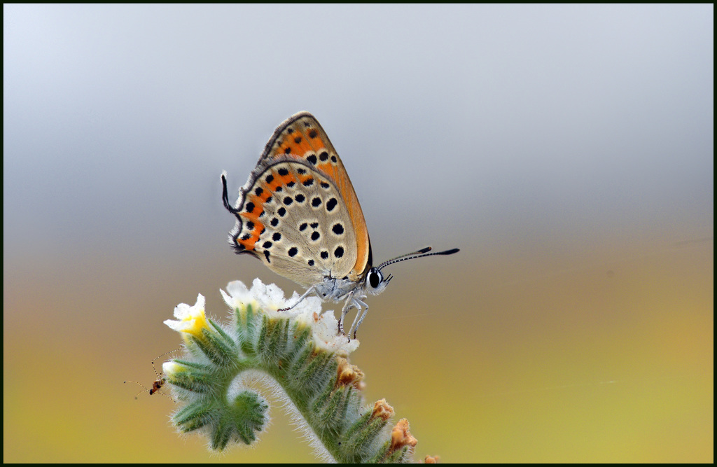 Lesser Fiery Copper