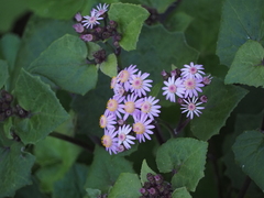 Pericallis echinata image