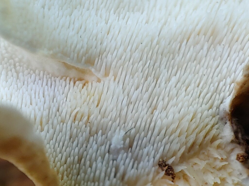 Stecchericium seriatum