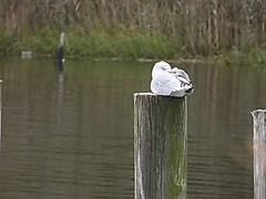 Larus delawarensis