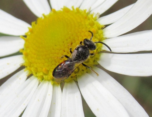 False Margined Blood Bee