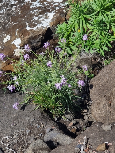Matthiola maderensis (Matthiola maderensis)