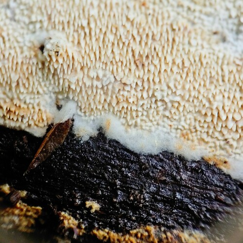 Gloeodontia