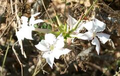 Pachypodium saundersii image