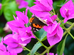 Vanessa vulcania