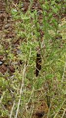 Schistocerca melanocera