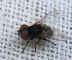 Phasia pusilla