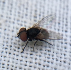 Phasia pusilla