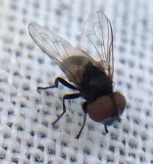 Phasia pusilla