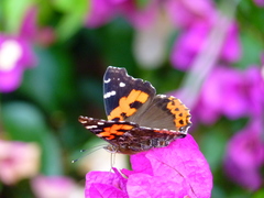 Vanessa vulcania