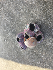 Megabalanus coccopoma