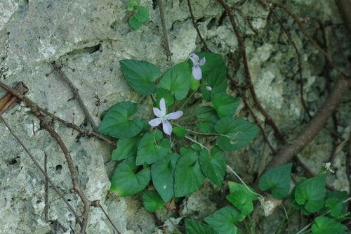 Viola utchinensis iNat (1)