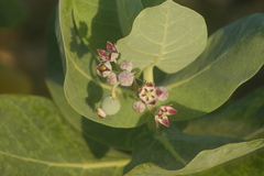 Calotropis procera image