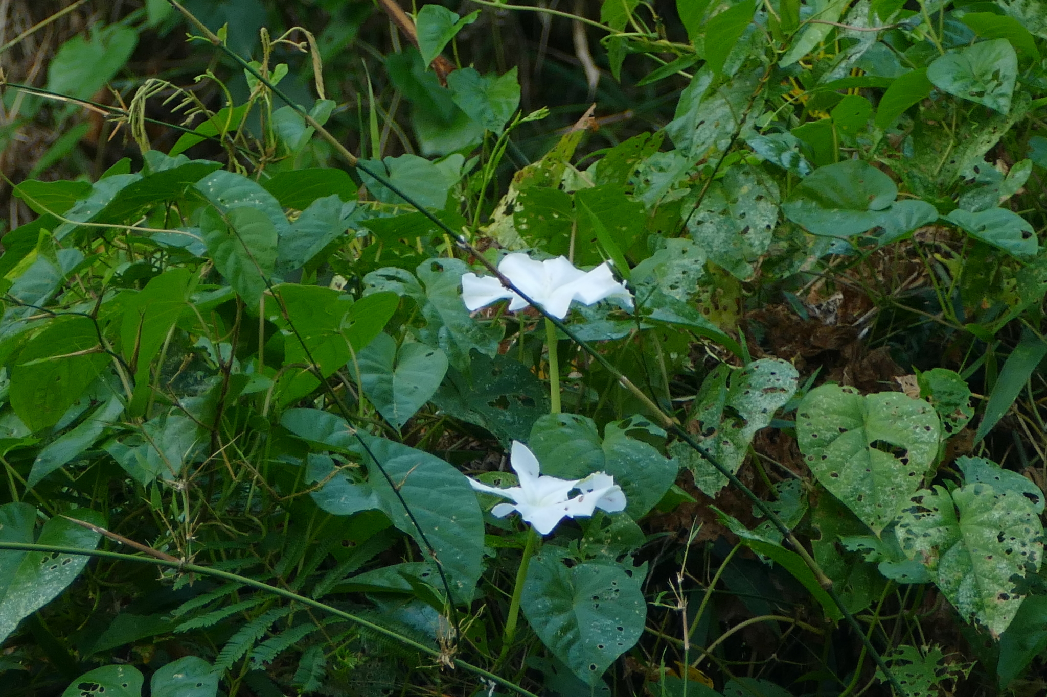 Bìm trắng hay tịch nhan (Ipomoea alba)