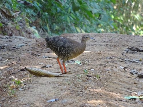 Thicket Tinamou (Crypturellus cinnamomeus)