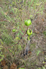 Aureolaria grandiflora