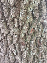 Quercus virginiana