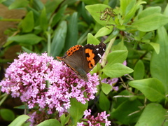 Vanessa vulcania