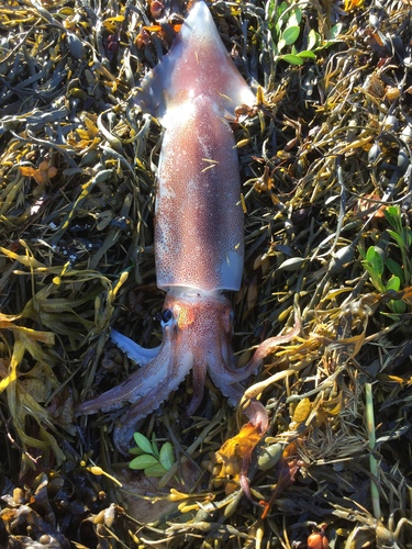 Illex illecebrosus