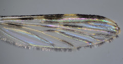 Anopheles franciscanus