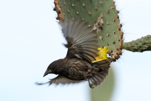 Geospiza scandens