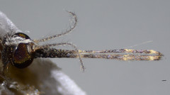 Anopheles franciscanus