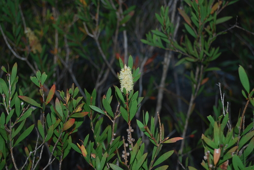 Image of Melaleuca pallida by (c) Татьяна Максимова, some rights reserved (CC BY)