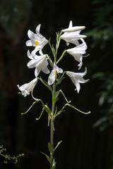 Lilium candidum