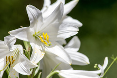 Lilium candidum