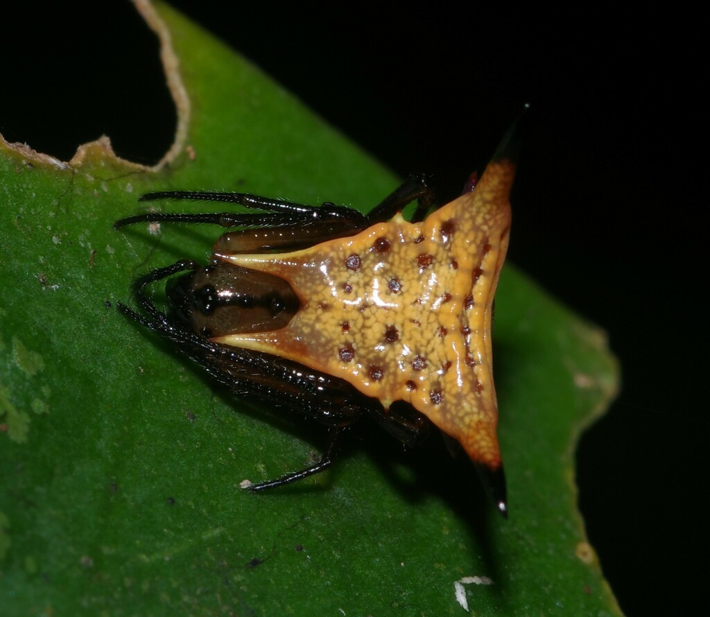 Micrathena beta