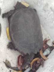 Chelydra rossignonii