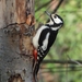 Great Spotted Woodpecker - Photo (c) Elio Giacone, some rights reserved (CC BY-NC), uploaded by Elio Giacone