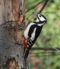 Great Spotted Woodpecker - Photo (c) Elio Giacone, some rights reserved (CC BY-NC), uploaded by Elio Giacone