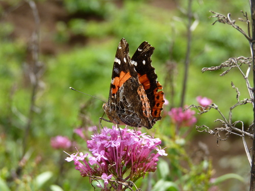 Canary Red Admiral