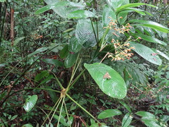 Stromanthe jacquinii