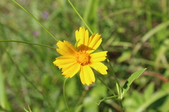Coreopsis pubescens