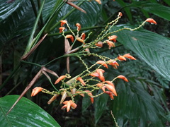 Stromanthe jacquinii