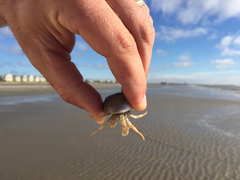 Isocheles wurdemanni