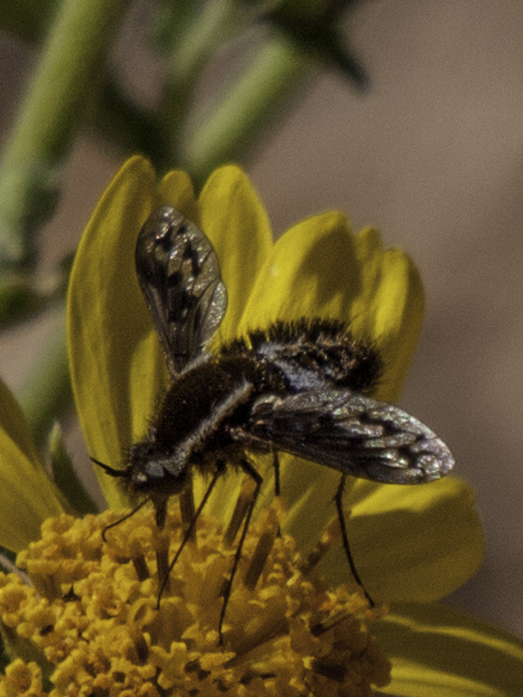 Triplasius bivittatus