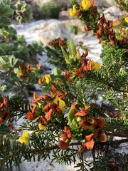 Cyclopia genistoides