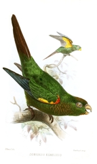 Fiery-Shouldered Parakeet photo 3