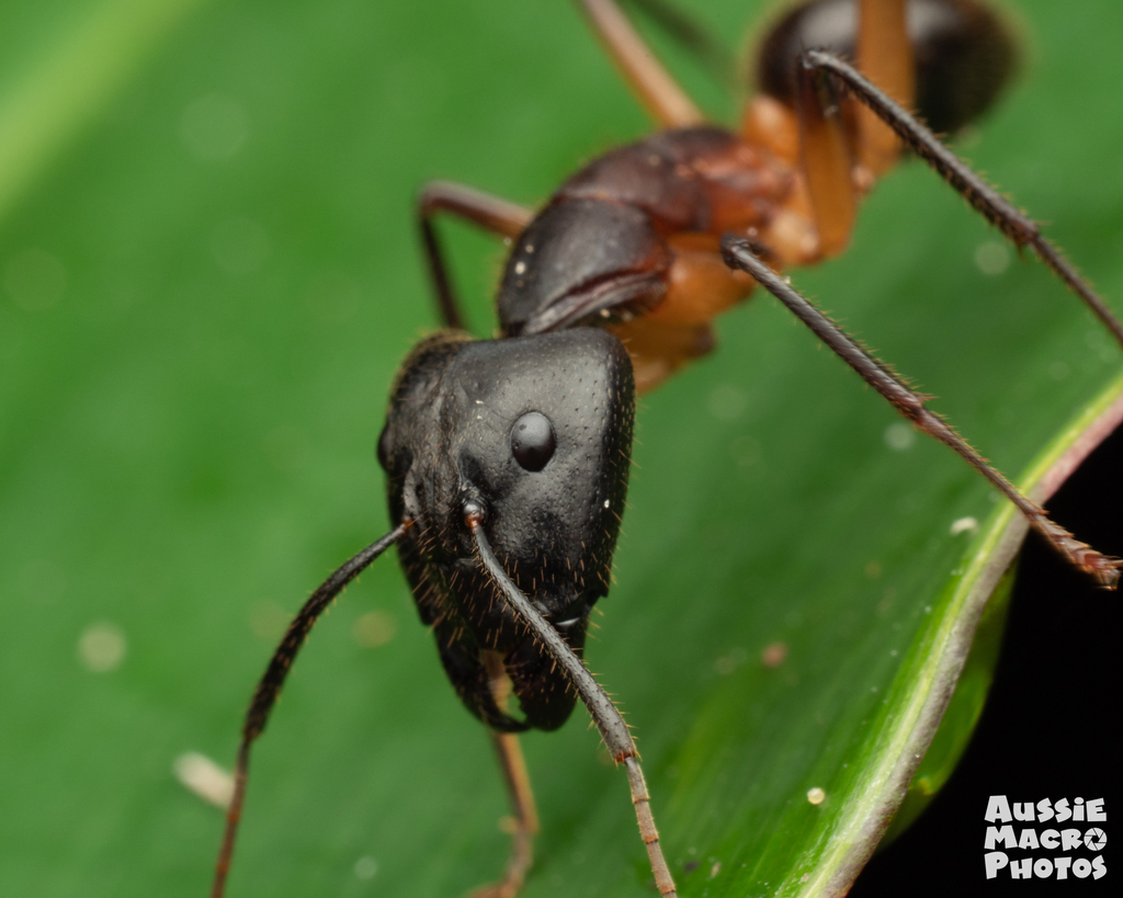 Camponotus confusus