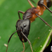 Camponotus confusus - Photo (c) Bridgette Gower, algunos derechos reservados (CC BY-NC), subido por Bridgette Gower