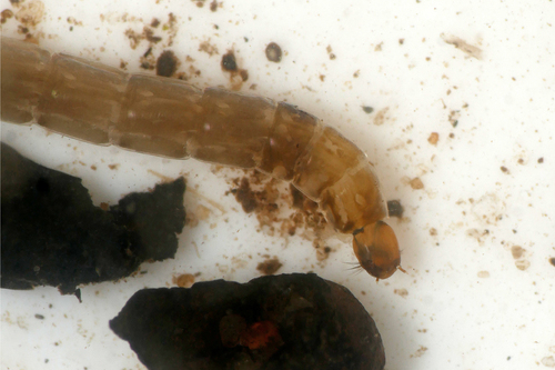 Prodiamesa olivacea